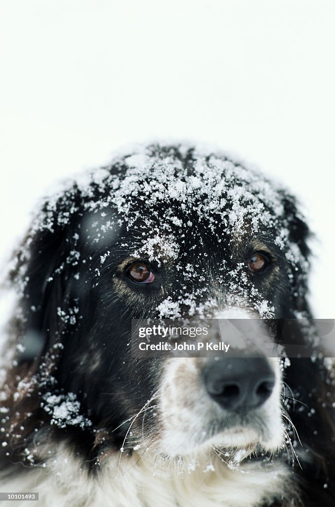 DOG COVERED IN SNOW, WESTERN COLORADO