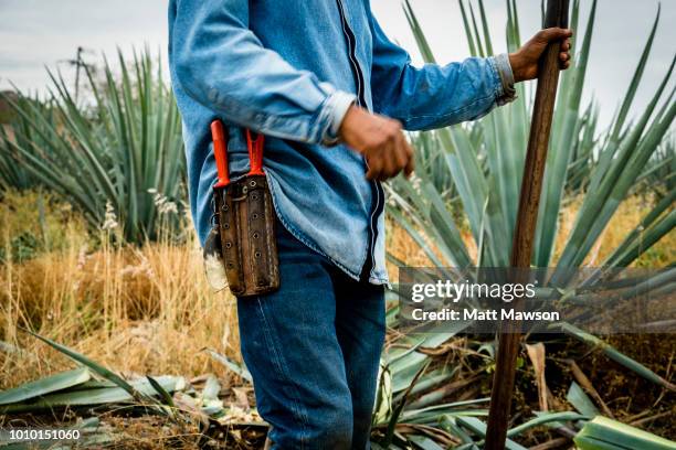 a jimador cutting blue agave outside tequila in jalisco state mexico - tequila foto e immagini stock