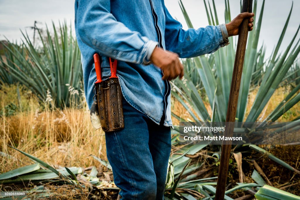 A Jimador cutting blue agave outside Tequila in Jalisco state Mexico