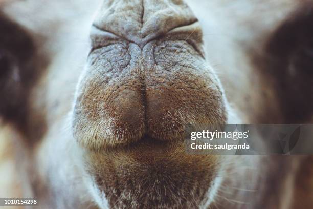 macro shot of a camel snout - nariz de animal fotografías e imágenes de stock