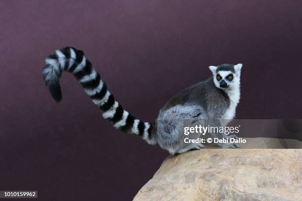 ring-tailed lemur - ring tailed lemur stock pictures, royalty-free photos & images