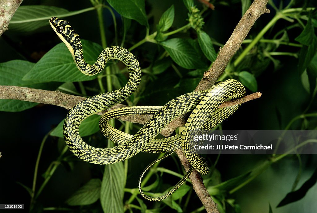 FLYING TREE SNAKE OF SOUTHEAST ASIA