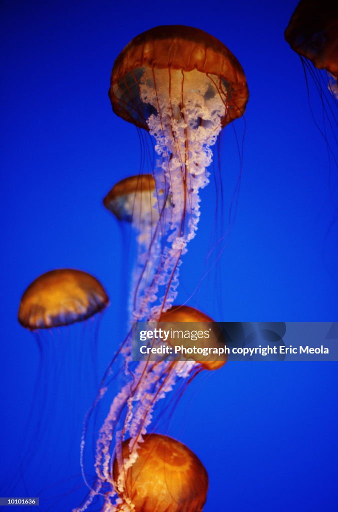 JELLYFISH