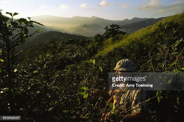 Angelo Gutierrez harvests coffee beans on the morning of November 14, 2000 in Adjuntas, Puerto Rico. Puerto Rico was an outpost of Spanish...