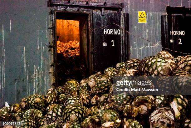 blue agave bolas, referred to as pineapples, sit in a pile in a tequila distillery in jalisco state, mexico. - agave plant stockfoto's en -beelden