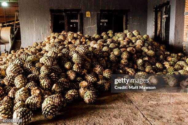 blue agave bolas, referred to as pineapples, sit in a pile in a tequila distillery in jalisco state, mexico. - état de jalisco photos et images de collection