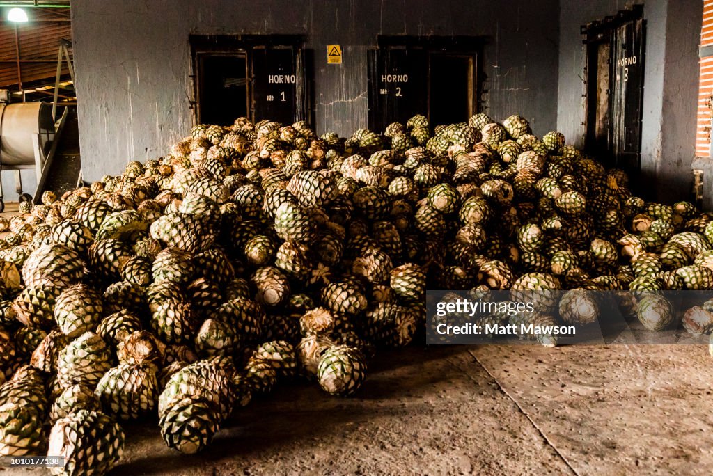 Blue agave bolas, referred to as pineapples, sit in a pile in a tequila distillery in Jalisco state, Mexico.