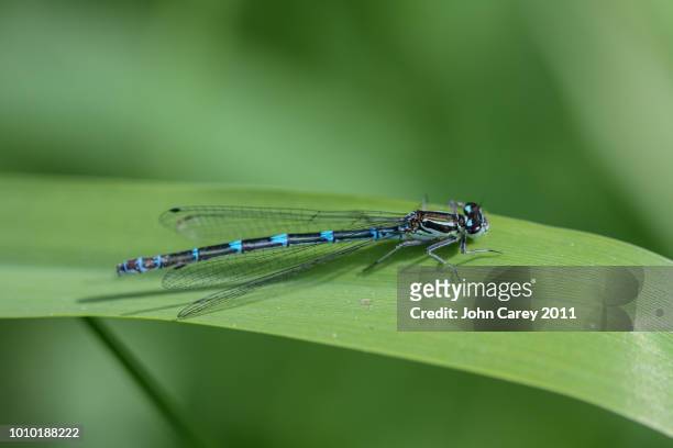 damselfly on a leaf - damselfly stock pictures, royalty-free photos & images