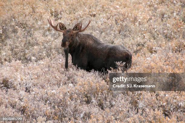 shiras bull moose standing in newly snow-covered brush, grand teton national park, wy, usa. - a shiras moose stock-fotos und bilder