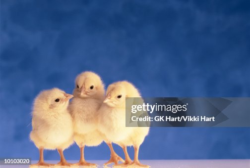THREE CHICKS THREE CHICKS