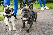 Pug and French Bulldog Looking Into The Camera