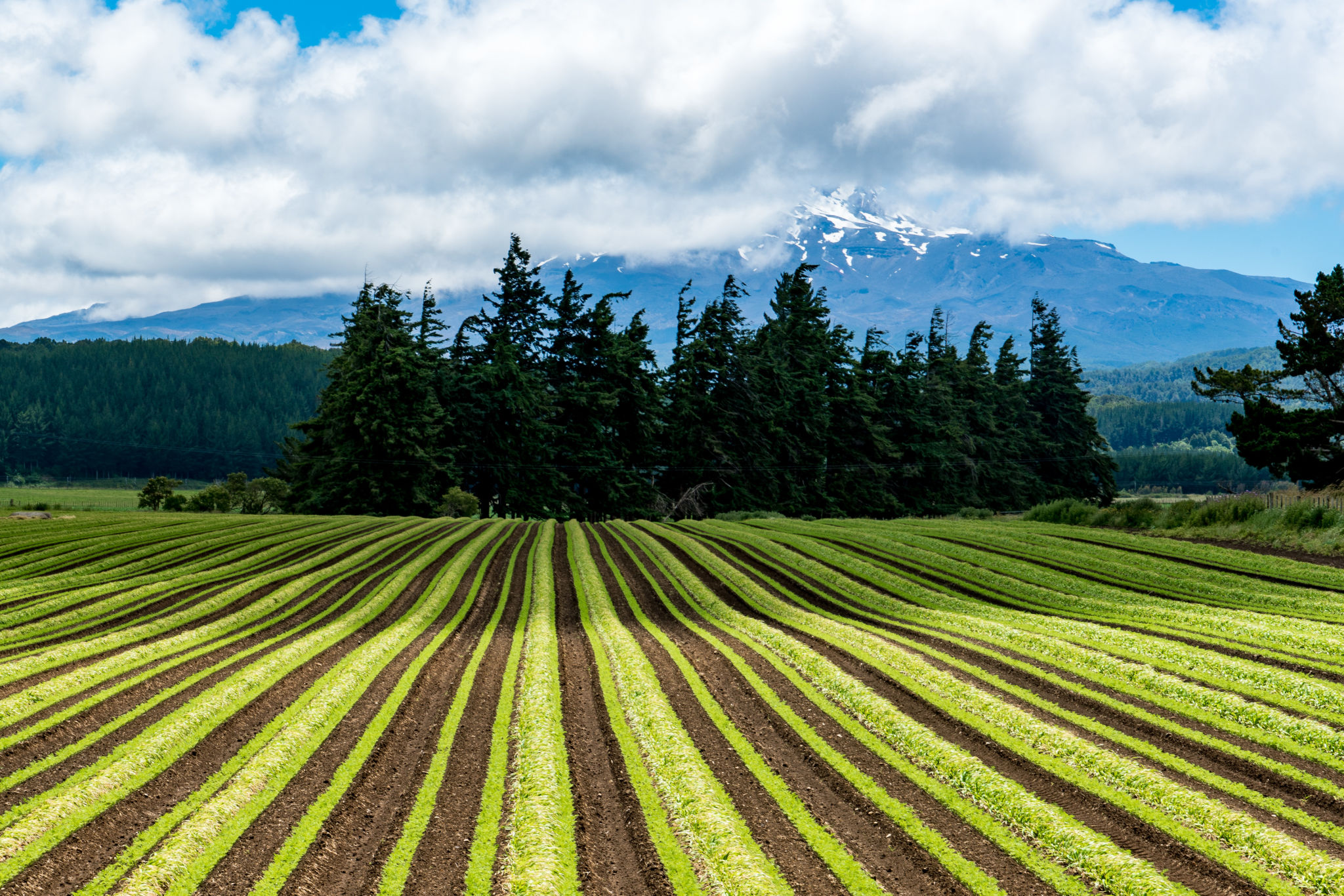 AI agriculture New Zealand