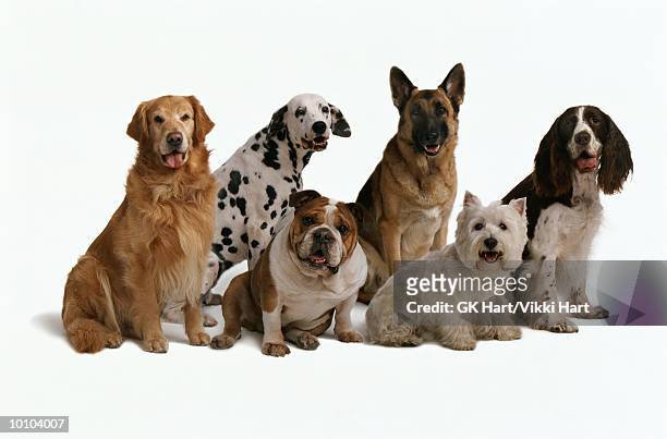 6 dogs in a row - dogs in a row stock pictures, royalty-free photos & images