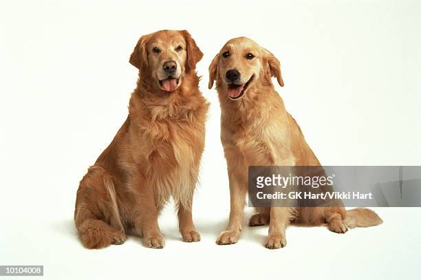 dog couple - labrador white background stock-fotos und bilder