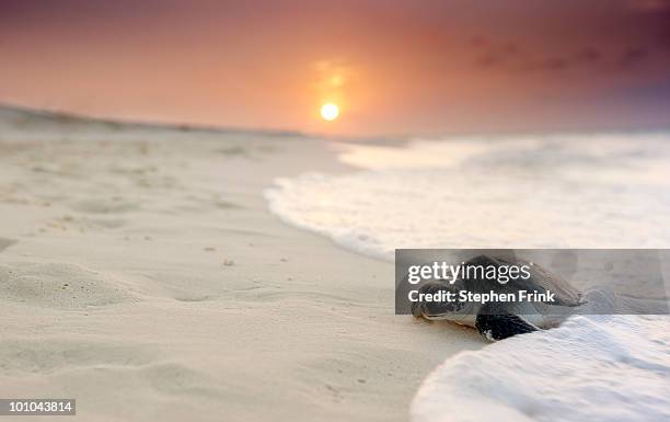 green sea turtle (chelonia mydas) - sea turtle 個照片及圖片檔