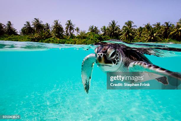 green sea turtle (chelonia mydas) and human - maldives photos et images de collection