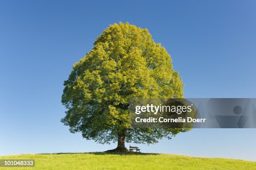 Tree with clear blue sky Tree with clear blue sky