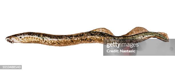 lampreys (sometimes also called, inaccurately, lamprey eels) - lamprey stock illustrations