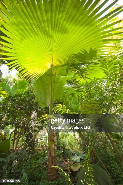 interior of amazon rain forest - canopy stock pictures, royalty-free photos & images