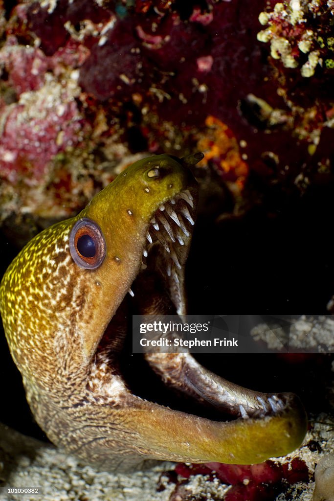 Yellowmargin moray, Indian Ocean