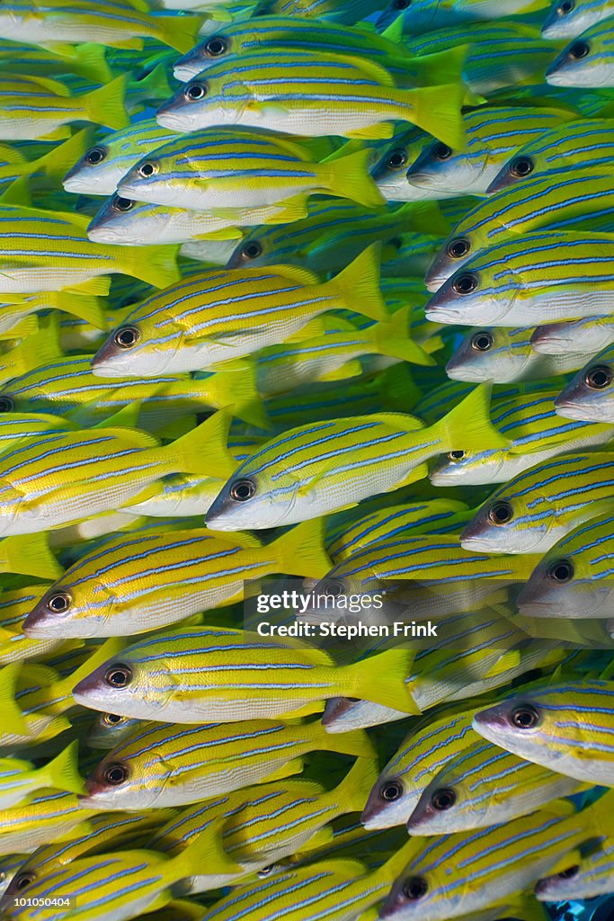 School of Bluestripe Snapper (Lutjanus kasmira)