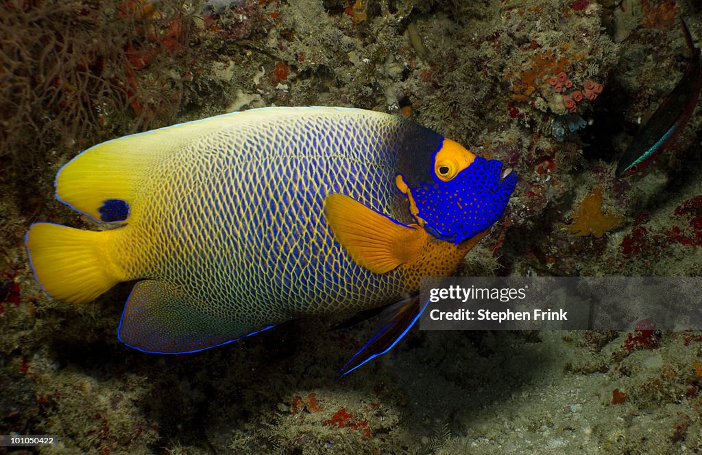 Yellow-mask angelfish, Indian Ocean