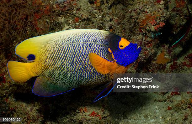 yellow-mask angelfish, indian ocean - pomacanthus xanthometopon stock pictures, royalty-free photos & images
