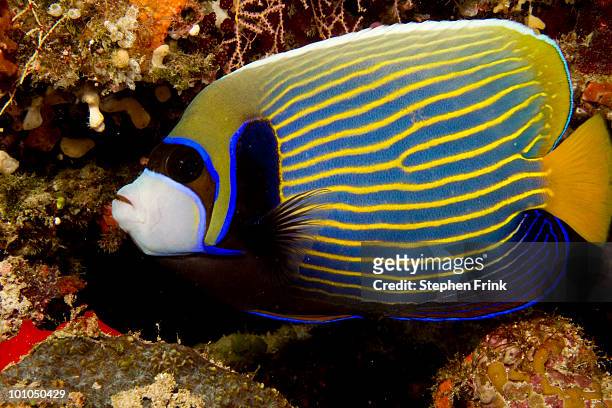 emperor angelfish, indian ocean - kaiserfisch stock-fotos und bilder