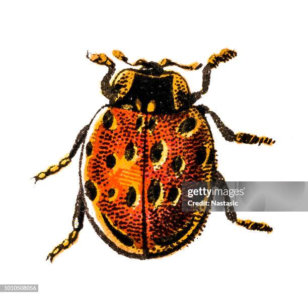 ladybug ,coccinellidae - seven spot ladybird stock illustrations