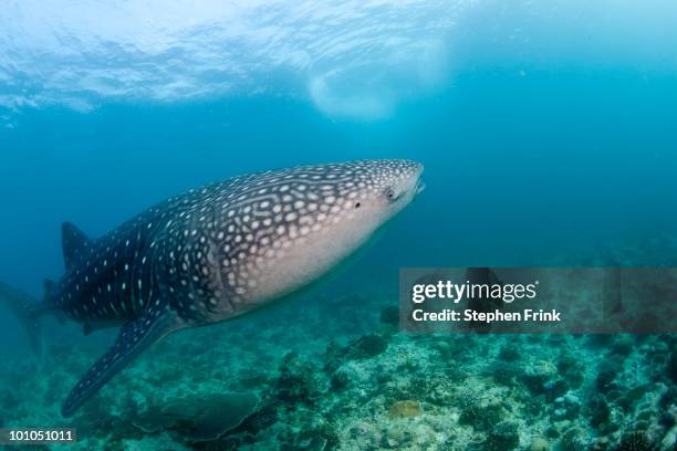 259 Biggest Shark Photos and Premium High Res Pictures - Getty Images 259 Biggest Shark Photos and Premium High Res Pictures - Getty Images