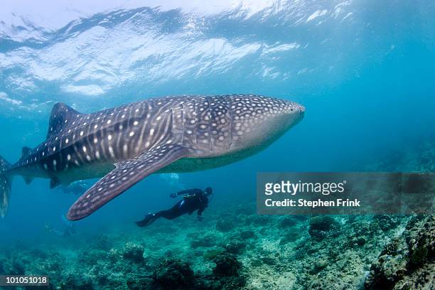 largest living fish species, whale shark - whale shark 個照片及圖片檔