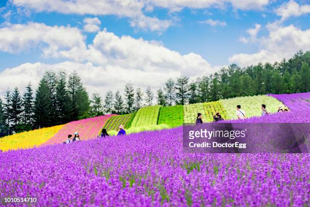 colourful flower garden and lavender field at tomita farm in summer , furano, hokkaido, japan - kamikawa hokkaido stock-fotos und bilder