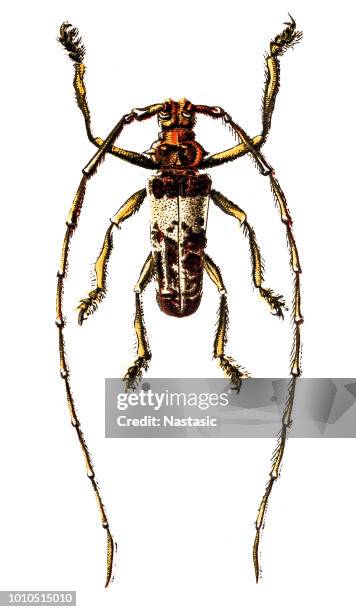 pine sawyer (monochamus sutor) - tver stock illustrations