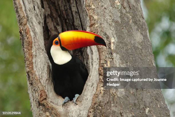 toco toucan perched in nesthole in the pantanal wetlands of brazil - foresta amazzonica foto e immagini stock