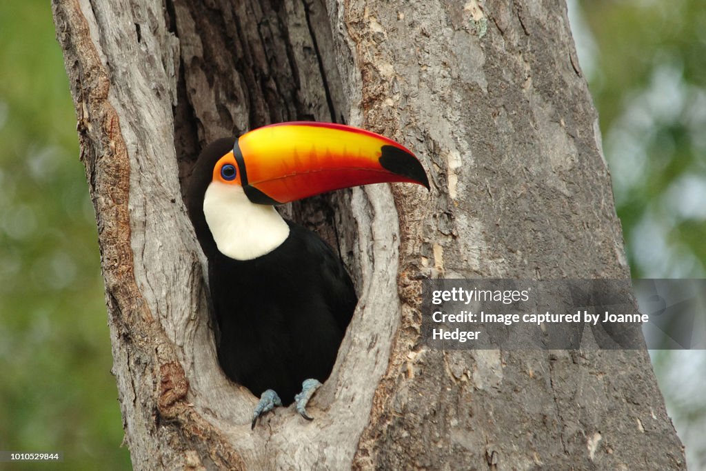 Toco Toucan perched in nesthole in the Pantanal wetlands of Brazil