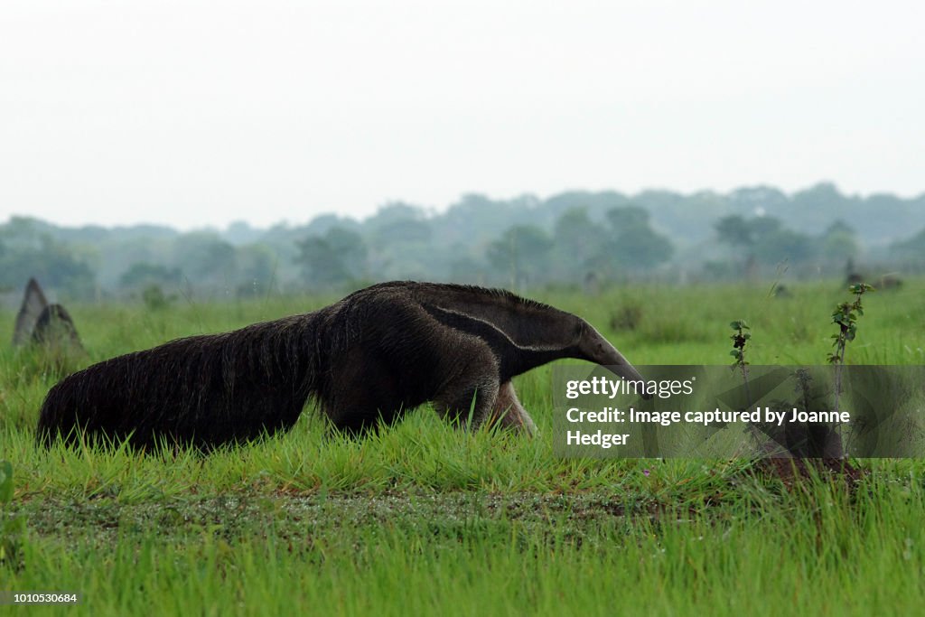 Giant Anteater roaming the Pantanal wetlands of Brazil