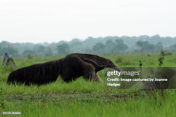 giant anteater roaming the pantanal wetlands of brazil - giant anteater stock pictures, royalty-free photos & images