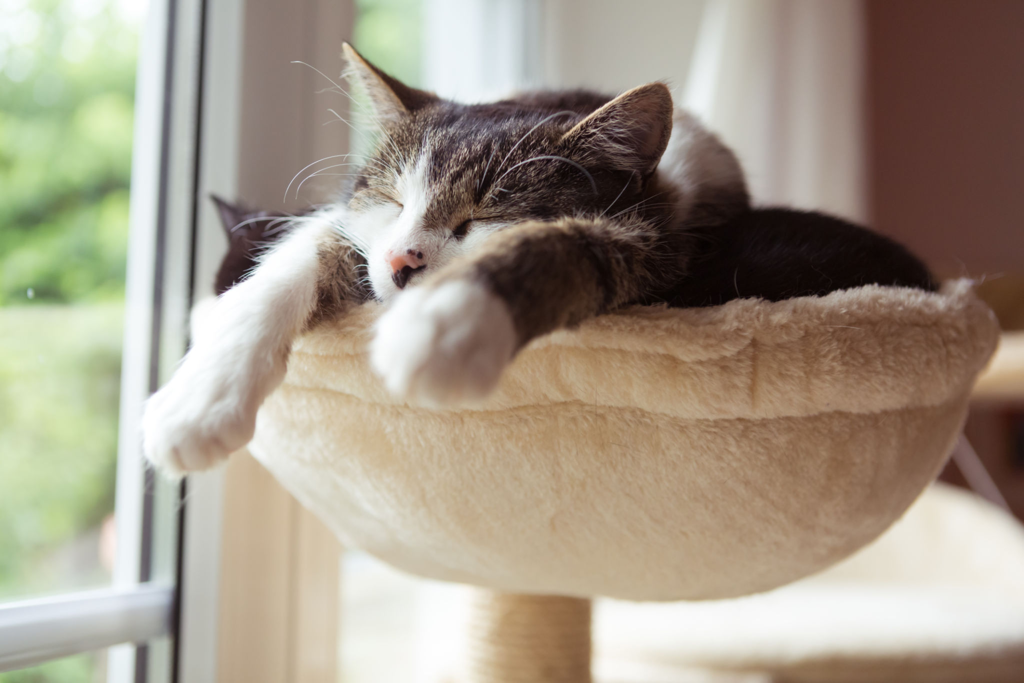 two cats in smal hammock two cats in smal hammock