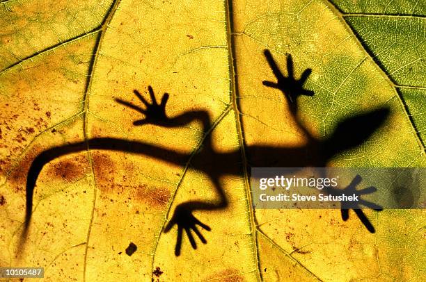 Shadow Lizard 411 Lizard Silhouette Stock Photos, High-Res Pictures, and Images ...