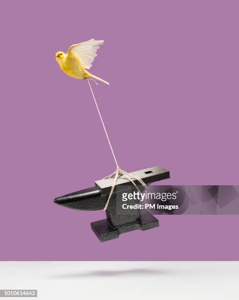 canary carrying an anvil - schwer stock-fotos und bilder
