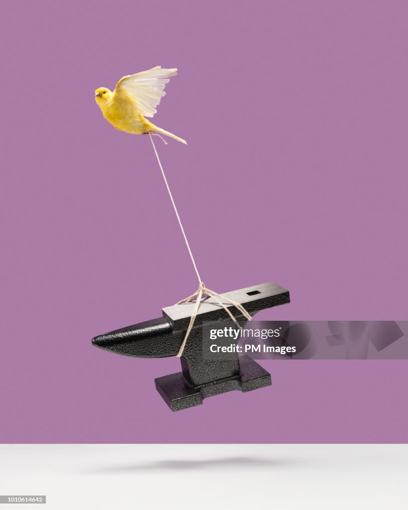 Canary carrying an anvil