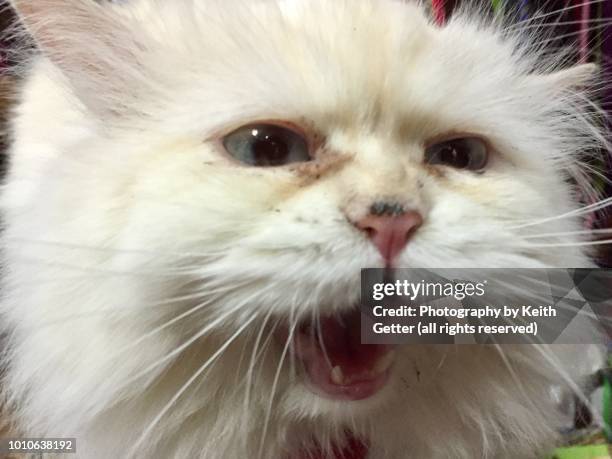 beyond the cat’s meow - close up of a white long haired cat’s face - meme fotografías e imágenes de stock