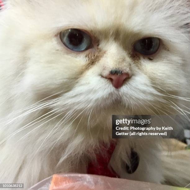 beyond the cat’s meow - close up of a persian white long haired cat looking at the camera - animal meme stock pictures, royalty-free photos & images