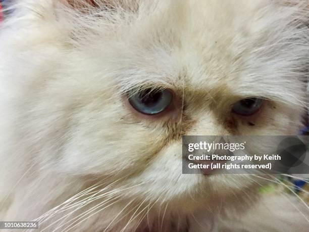 beyond the cat’s meow - close up of a persian white long haired cat staring - animal meme stock pictures, royalty-free photos & images