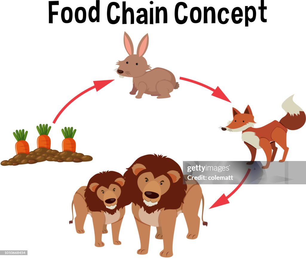 Food Chain Concept Diagram High Biology Diagrams