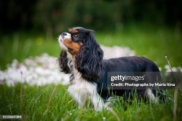 cavalier king charles spaniel girl - cavalier king charles spaniel stock-fotos und bilder