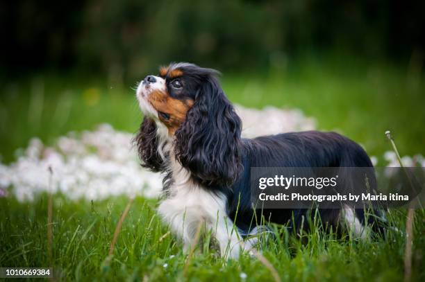cavalier king charles spaniel girl - cavalier king charles spaniel stock pictures, royalty-free photos & images