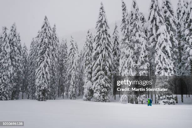 winterlicher wald mit loipe für langlaufen - langlaufen fotografías e imágenes de stock