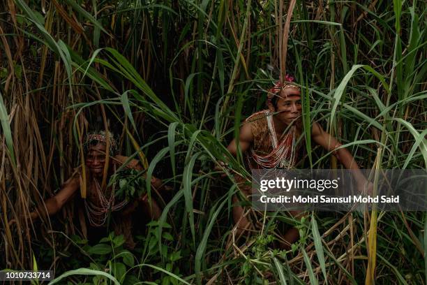 Semai Photos and Premium High Res Pictures Getty Images