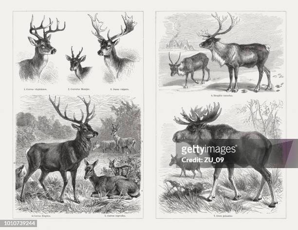 bildbanksillustrationer, clip art samt tecknat material och ikoner med hjortdjur (cervidae), trä gravyrer, publicerad 1897 - vapitihjort